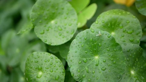 Rain drop on Centella asiatica leafs Is moving in nature 