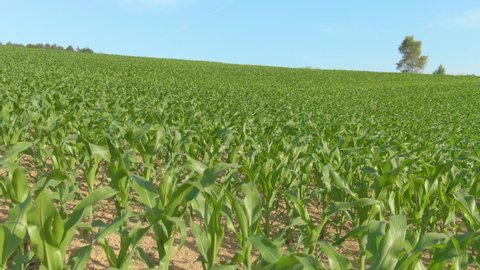 CLOSE UP: Corn sprouting out of the fertile soil in the serene countryside. Scenic view of flying over a large maize field under the sunny summer sky. Picturesque rural landscape full of organic corn.