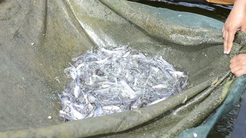 Ikan Patin Stock Video Footage 4k And Hd Video Clips Shutterstock