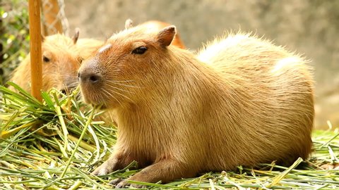 Capybara  lays down in Chiangmai Thailand