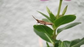 field grasshopper close captured on macro lens