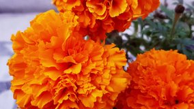 marigold flower background. it is a orange colour flowers and blowing in the air looking beautiful.