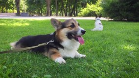 Mobile phone video. cute tricolor Welsh Corgi dog lyes in bright green grass. small tired dog resting on the grass after walking with Jack Russell terrier