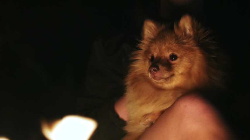 Dog breed Pomeranian Spitz sitting on the hands of the owner at the fire