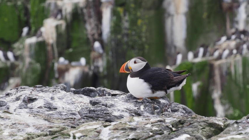 Atlantic puffin (Fratercula arctica),  common puffin 