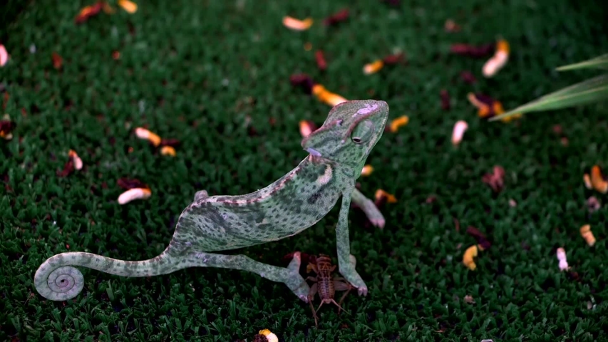 Close up of a green purple chameleon on grass eating with its eyes looking around at the crawling live crickets - Powered by Shutterstock - Get 15% off with code: PIKWIZARD15