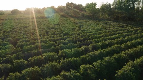 Sunset over vineyards aerial drone shot discovering a river Camargue France Arkivvideo