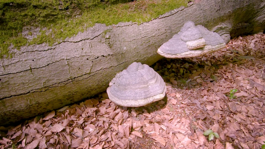 Mushroom tinder on a fallen tree trunk in the forest.