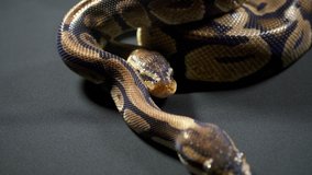 Video of royal ball python on dark table