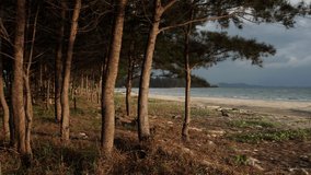 Motion of Pine tree branches blown by the wind at beach. Video 4K. 