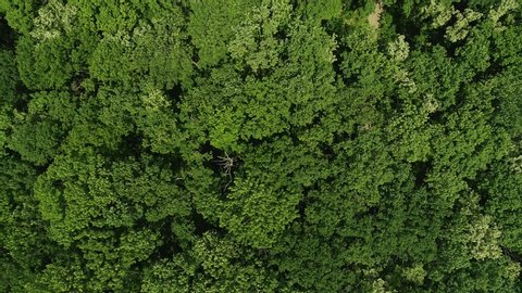 Aerial Top View Summer Green Trees Stock Footage Video (100% Royalty ...