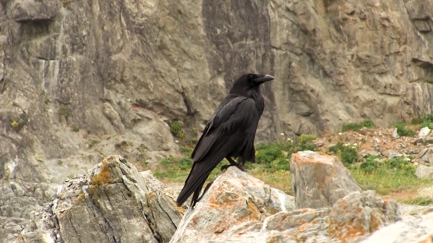 Large Black Bird (Raven) Standing On Rock At Beach Looking Around With Cliff In Background
