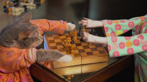 This video shows a cute and competitive cat and italian greyhound dog playing a game of chess together in dresses.