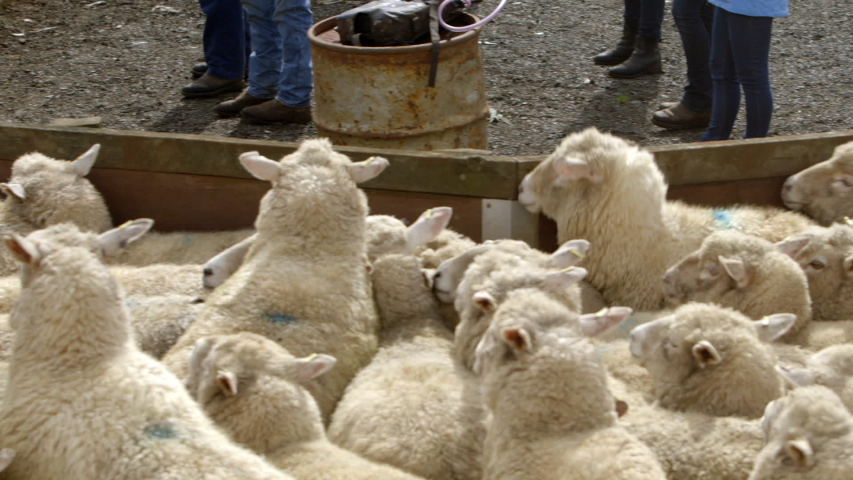 Hard working Kelpie dog herding sheep tightly in corral. Royalty-Free Stock Footage #1032620930