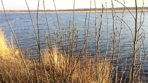 River, reeds. April. Sunset.  Latvia