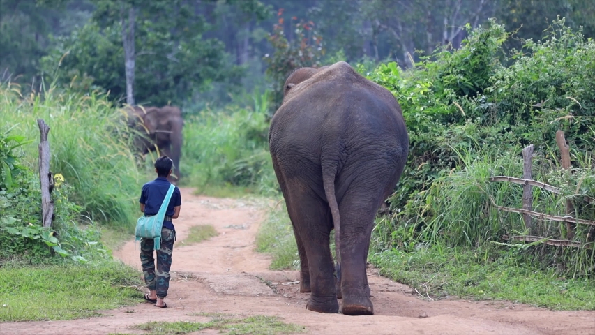 Man goes for a friendly stroll with an elephant in Asia
