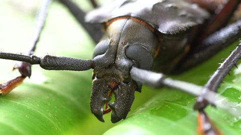 Giant Fijian longhorn beetle from island Koh Phangan, Thailand. Close up, macro. Giant Fijian long-horned beetle, Xixuthrus heros is one of largest living insect species.Large tropical beetle species