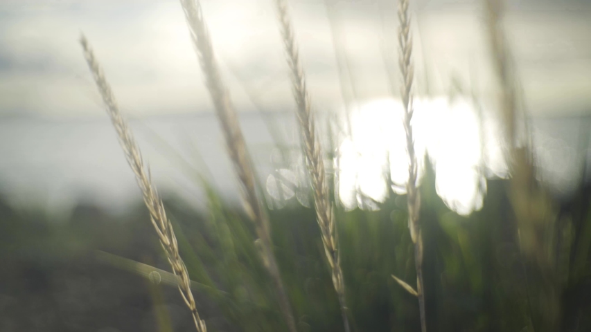 Big straws in soft focus closeup with grass , ocean and sky blurred in the background