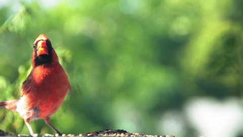 Northern Red Cardinal Cardinalis Cardinalis Video De Stock 100 Libre De Droit Shutterstock