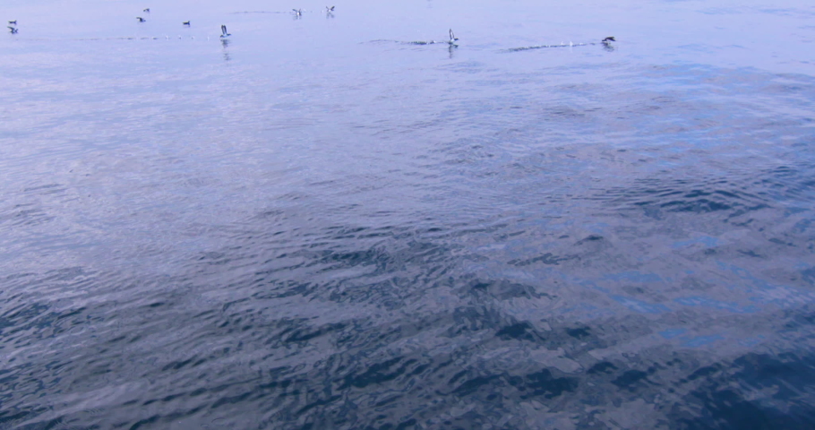 Manx Shearwater sea birds on open ocean water wide angle slow motion