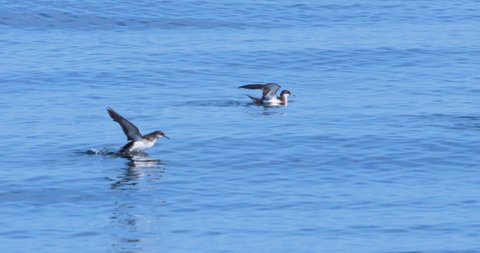 Manx Shearwater sea birds flying over ocean water slow motion