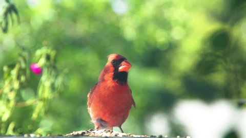 Northern Red Cardinal Cardinalis Cardinalis Video De Stock 100 Libre De Droit Shutterstock