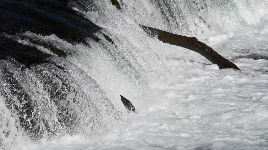 Spawning salmon jumping up Brooks Falls, Katmai National Park, Alaska
