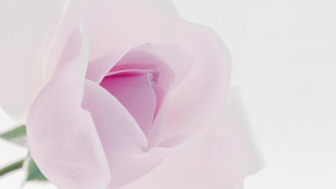 Beautiful opening pink rose on white background. Petals of Blooming pink rose flower open, time lapse, close-up. Holiday, love, birthday border. Bud closeup. Macro. 4K UHD video timelapse 4K UHD