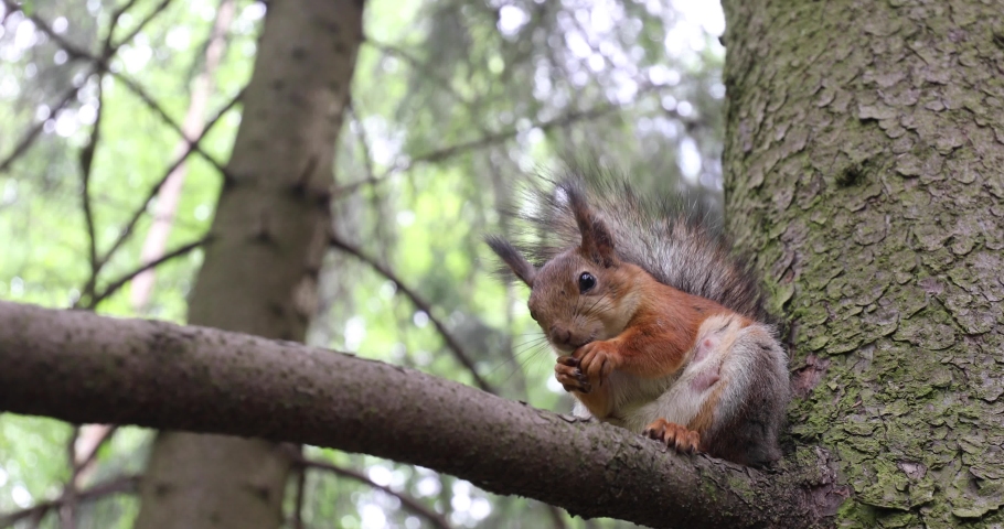 red squirrel animal standing on branch Stock Footage Video (100 