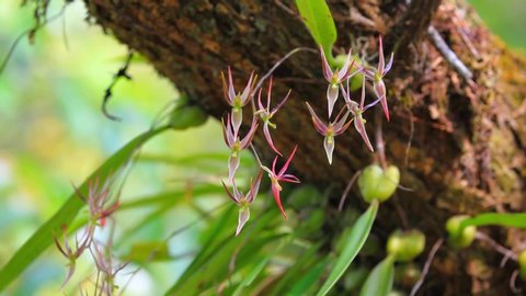 Tropical wild orchid growing together as symbiosis relationship with the mature tree, Phuluang wildlife sanctuary, Loei, Thailand