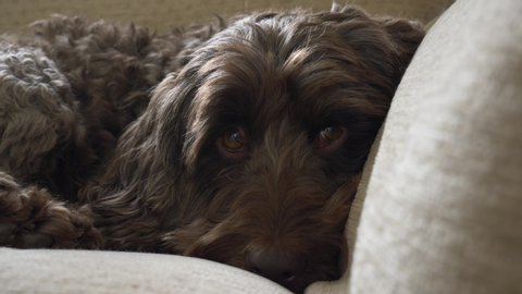 Adorable Cockapoo Dog Is Sad On The Lounge Sofa