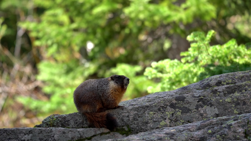 Yellow bellied Marmot in the Rocky Mountains