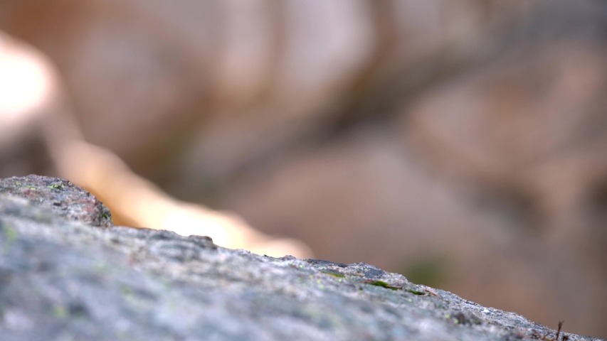 Yellow bellied Marmot in the Rocky Mountains