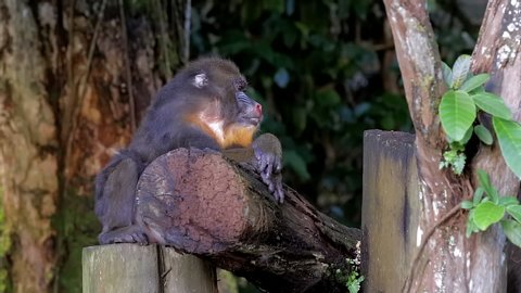 Female mandrill sitting on tree branch