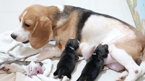 newborn baby beagles
