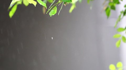 Siamese Redwood in falling rain