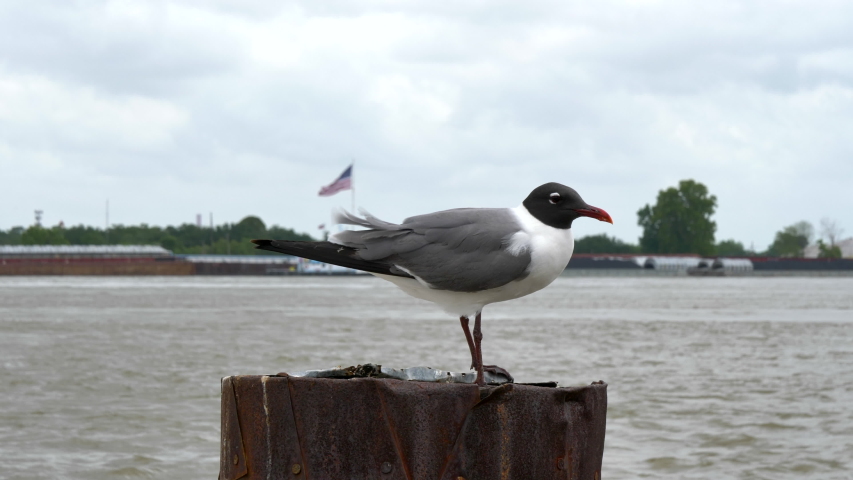 Close up of a Laughing Gull perched near Mississippi river with the American flag in the background. New Orleans Louisiana USA. Flat plane. Blurred effects