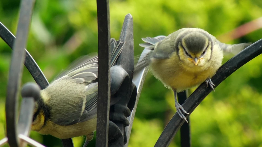 Two fledgeling blue tits perched on a bird feeder flap their wings demanding food.