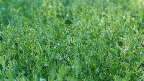 lentil field, close-up fruits lentils, green lentils plant,