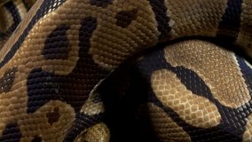 Video of royal ball python on background