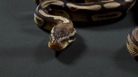 Beautiful Reticulated Python Aka Malayopython Reticulatus Stock Photo ...