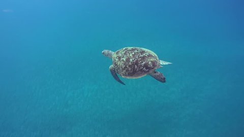 Green sea turtle (Chelonia mydas) slowly swim in blue ocean 
