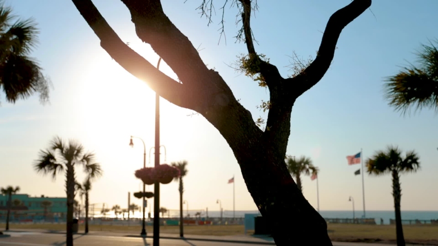 Sun Shining Through Tree at Myrtle Beach