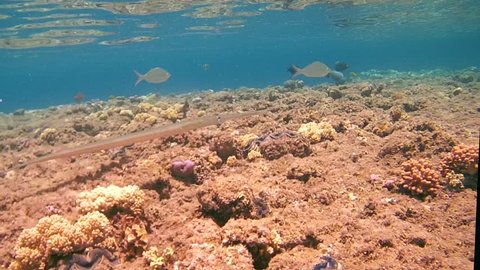Chinese trumpetfish (Aulostomus chinensis) swim over the reef, Red sea, Marsa Alam, Abu Dabab, Egypt
