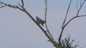 mating season in cuckoos. Summer season. 4k relax video with nature sounds.