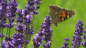 butterflies and bees collect nectar on the blossoming lavender flowers on a sunny day. Summer season. 4k relax video with nature sounds.
