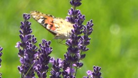 butterflies and bees collect nectar on the blossoming lavender flowers on a sunny day. Summer season. 4k relax video with nature sounds.