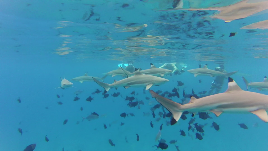 Group of Blacktip reef sharks among shoal of fish in waters around Vanuatu