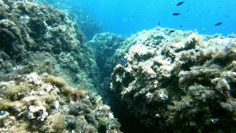 Mediterranean sea underwater scene - Little green fish swimming in a reef