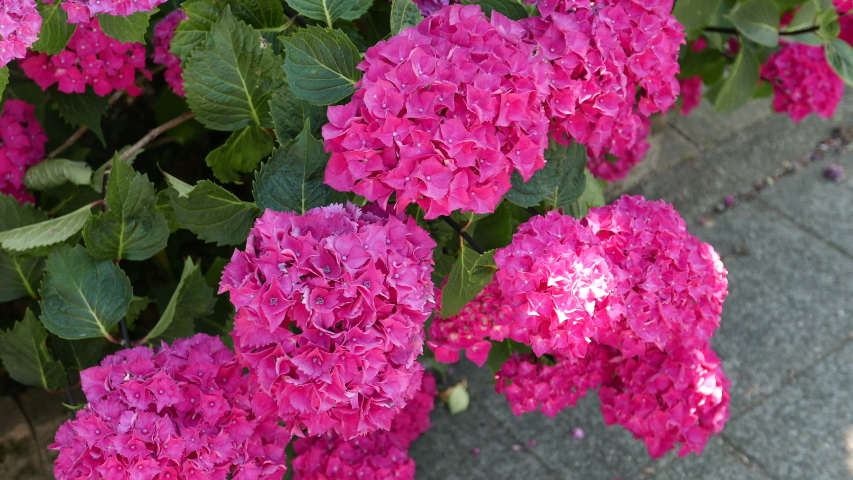 Background With Dark Pink Hydrangea Stock Footage Video 100 Dark Pink Hydrangea Stock Footage